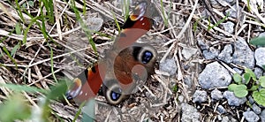 Butterfly - European Peacock, Inachis io sitting on stone, macro. Day butterfly of the nymphalid family Nymphalidae. Wings