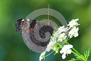 Butterfly - European Peacock (Inachis io) sitting on white flowe