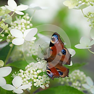 Butterfly European peacock Inachis io on a white flower. Soft focus. The background is blurred