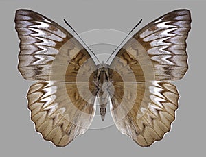 Butterfly Euthalia monina