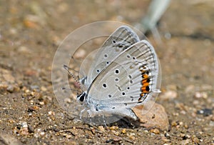 Butterfly (Everes argiades) 3