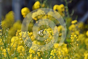 Butterfly exemplary Anthocharis