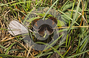 Butterfly exposes herself on the grass