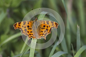 Butterfly with extended wings