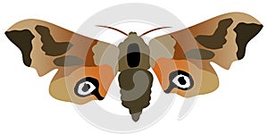 Butterfly eyed hawk moth