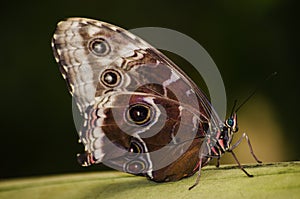 Butterfly eyespots