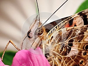 Butterfly face close up - dotted eyes