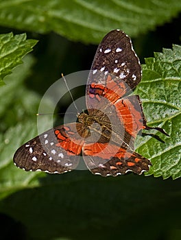 Butterfly at Fairchild Garden