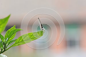 Butterfly falls on the leaves of pepper