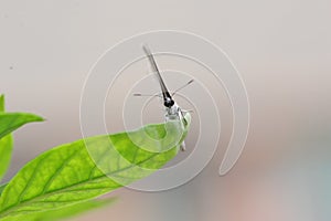 Butterfly falls on the leaves of pepper