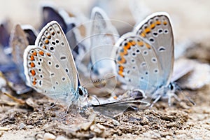 Butterfly family