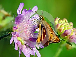 The butterfly of family Hesperiidae.