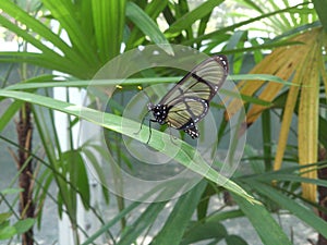 Butterfly family Ithomiidae.