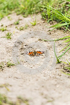 Butterfly of the family Nymphalidae