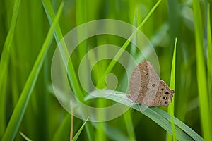 Butterfly farm field backdround