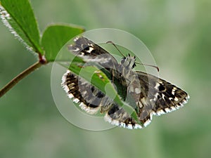 The butterfly of Fathead Family Hesperiidae on a green leaf