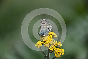 Butterfly Favourite Nectaring Plants