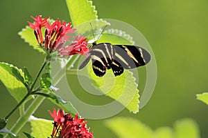 Butterfly feeding