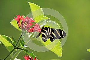 Butterfly feeding