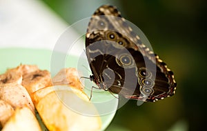 Butterfly feeding from apple