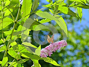 Butterfly feeding on Buddleia Buddleiaceae, buddleia, Butterflybush, Summer Lilac