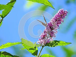 Butterfly feeding on Buddleia Buddleiaceae, buddleia, Butterflybush, Summer Lilac