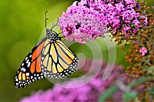 Butterfly feeding on a butterfly bush