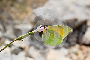 Butterfly feeding from flower