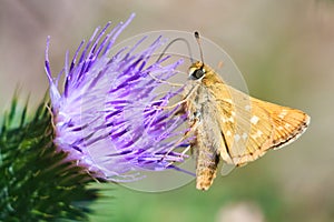 Butterfly feeding on a flower