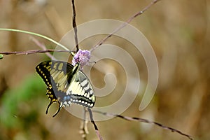 Butterfly feeding on flower