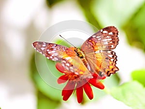 Butterfly feeding on flower