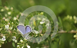 Butterfly is feeding on a flower