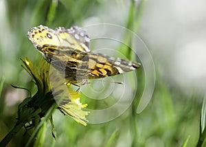 Butterfly feeding on a flower