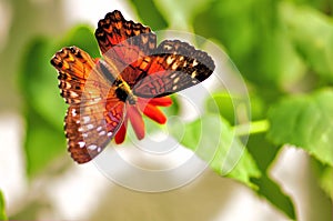 Butterfly feeding on flower in aviary