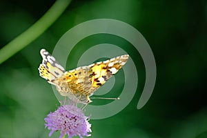 Colorful Butterfly