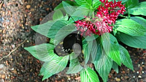 Butterfly feeding on flower in garden