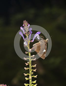 Butterfly Feeding on flower nector at Garo Hills,Meghalaya,India photo