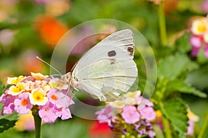 Butterfly feeding on flowers
