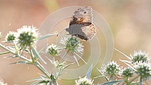 Butterfly feeding nature scene