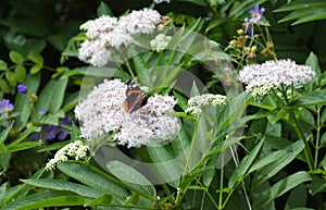 Butterfly feeding on the nectar of flowers