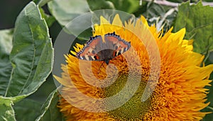 A butterfly feeding on the nectar of a sunflower flower