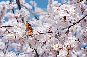 Butterfly feeding on a peach blossom in early spring