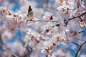 Butterfly feeding on a peach blossom in early spring