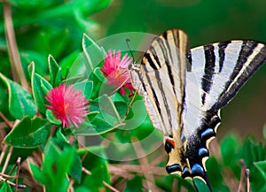 Butterfly feeding on a pink flower photo