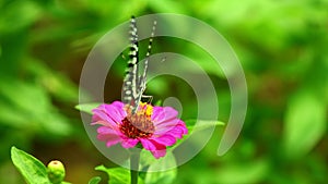 Butterfly feeding on pink flower sunlit garden