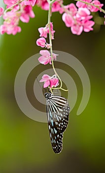 Butterfly Feeding on Pink Flowers