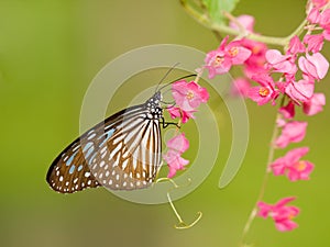 Butterfly Feeding on Pink Flowers