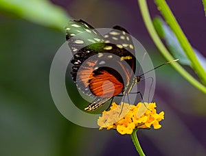ZSL Butterfly paradise London Zoo. Heliconius tithorea on yellow flower