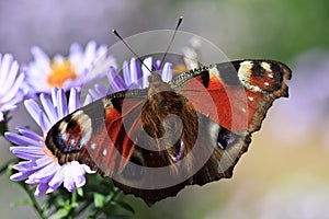 Butterfly feeding on purple flower