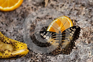 A butterfly feeding on a slice of orange
